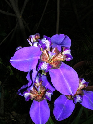 Neomerica caerulea, or walking iris, with dark background