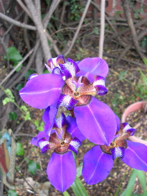 Neomerica caerulea, or walking iris, with lit background