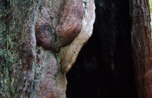 close-up of redwood burl and burn scar