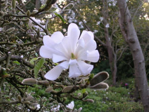 Segmented Magnolia bloom